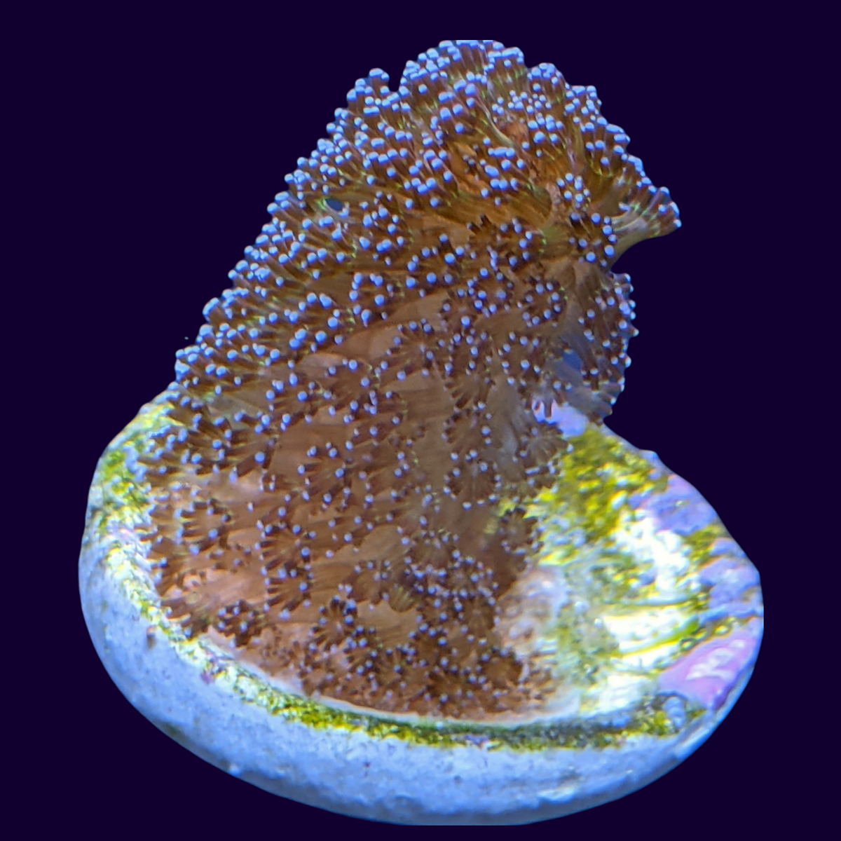 Stylophora Pistillata (UK Grown)