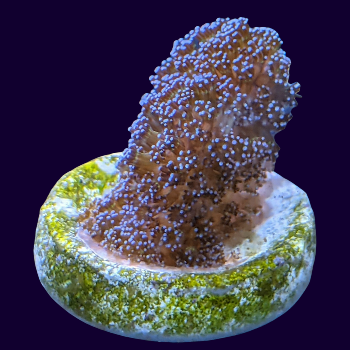 Stylophora Pistillata (UK Grown)