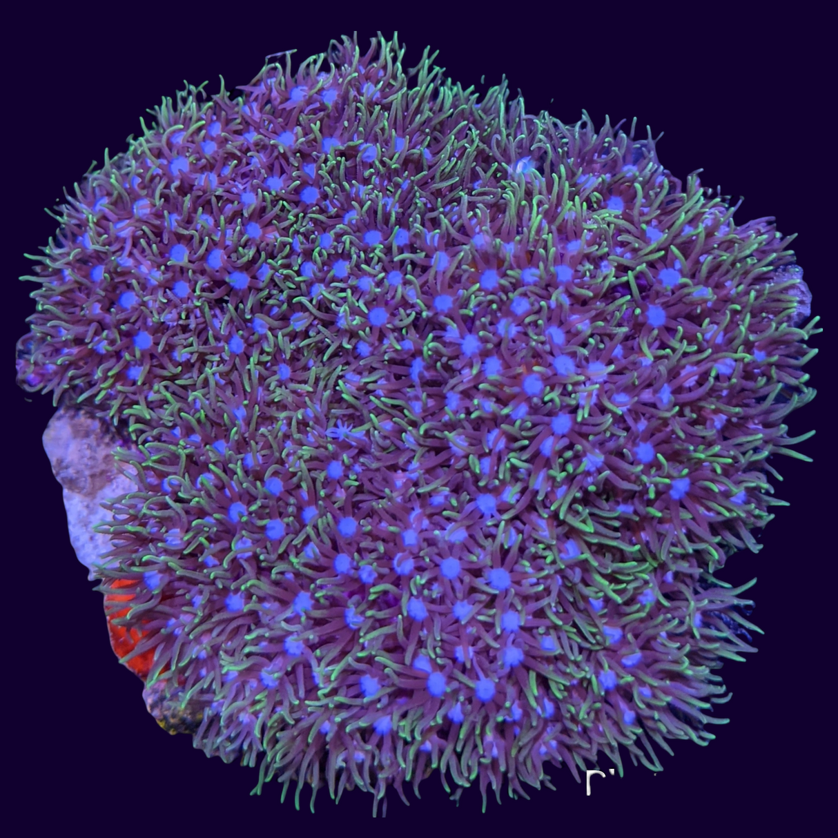 Aquacultured Green Star Polyp Colony