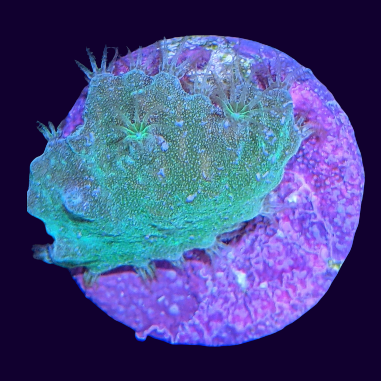 Green Sinularia Dura (UK Grown)