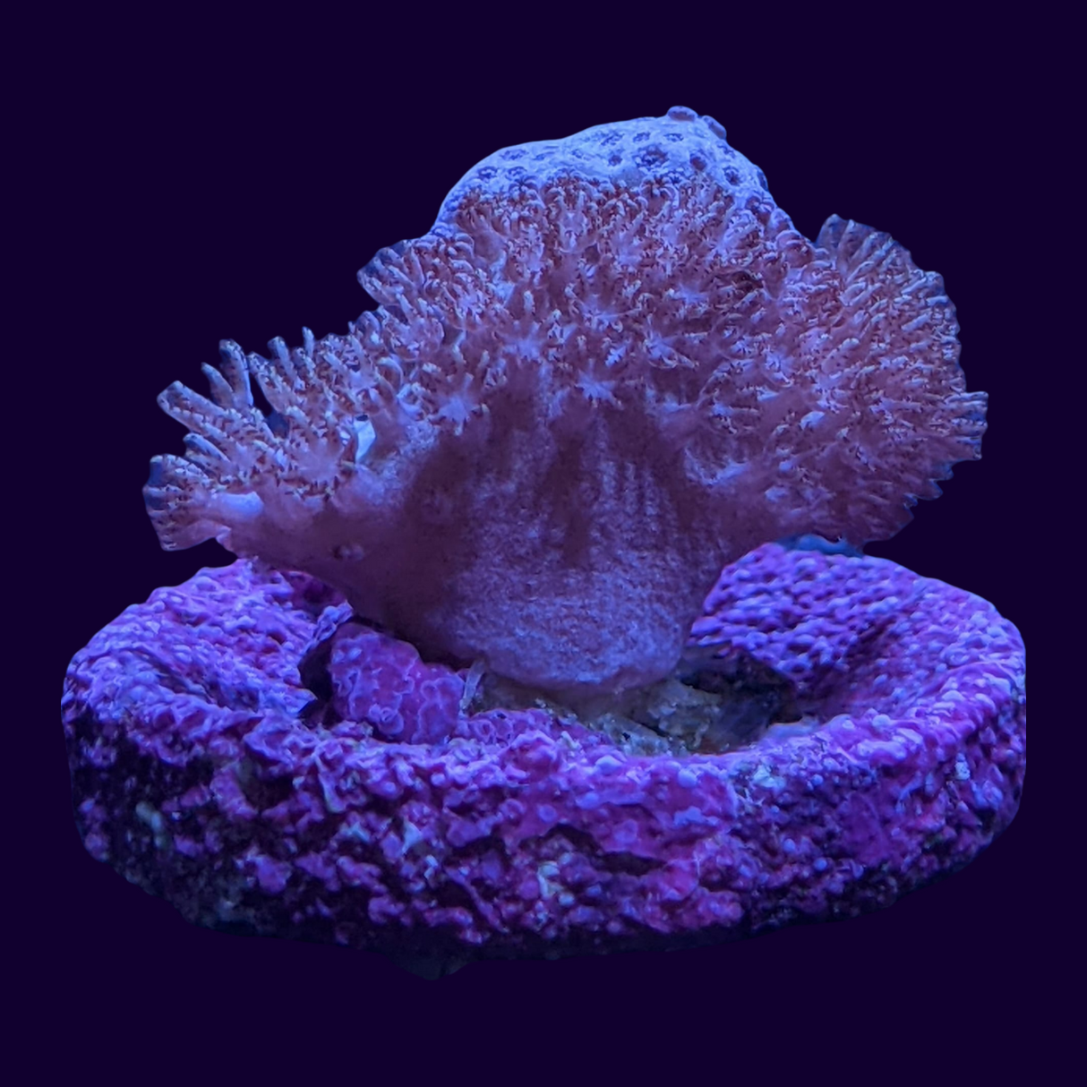 Cladiella (UK Grown)