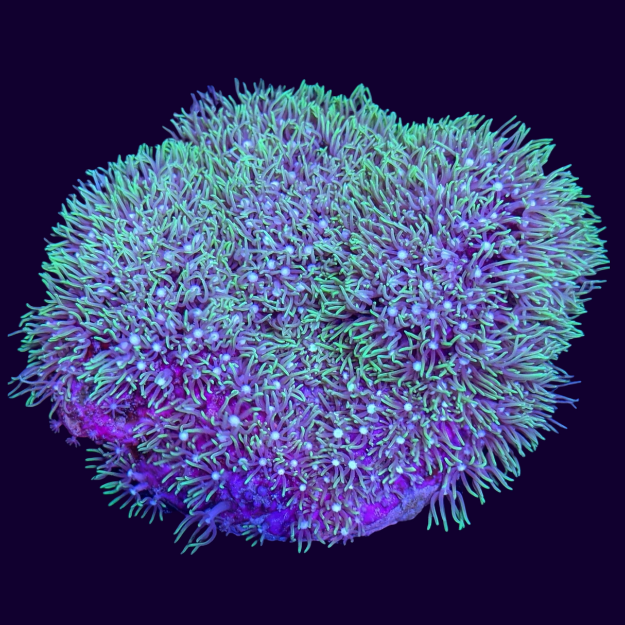 Aquacultured Green Star Polyp Colony