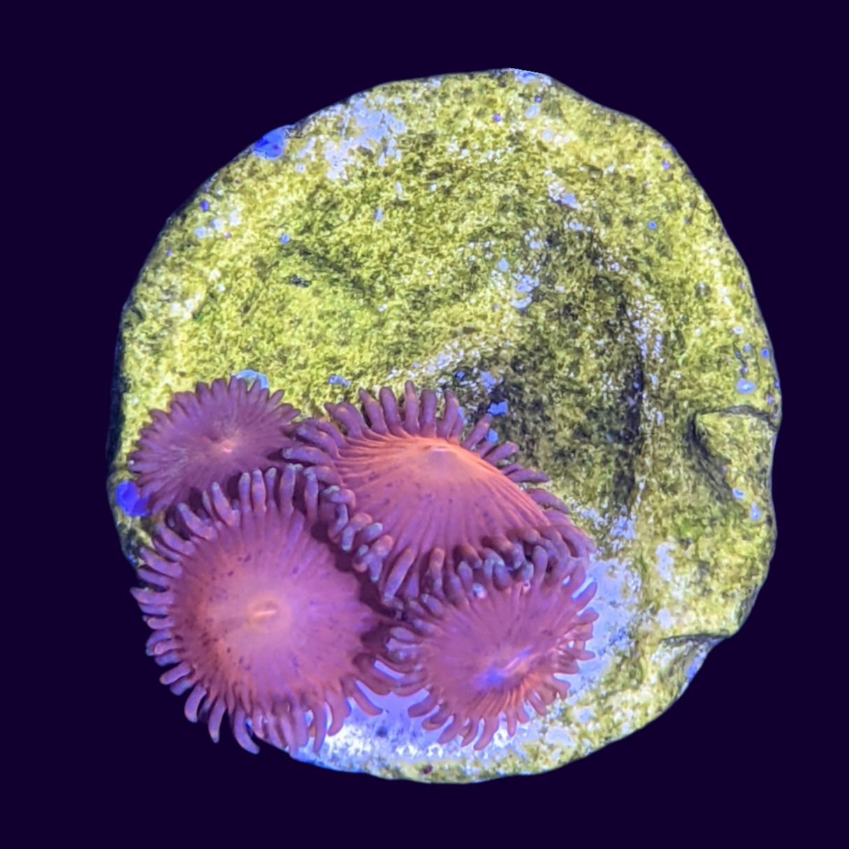 Aussie Red Zoa Frag