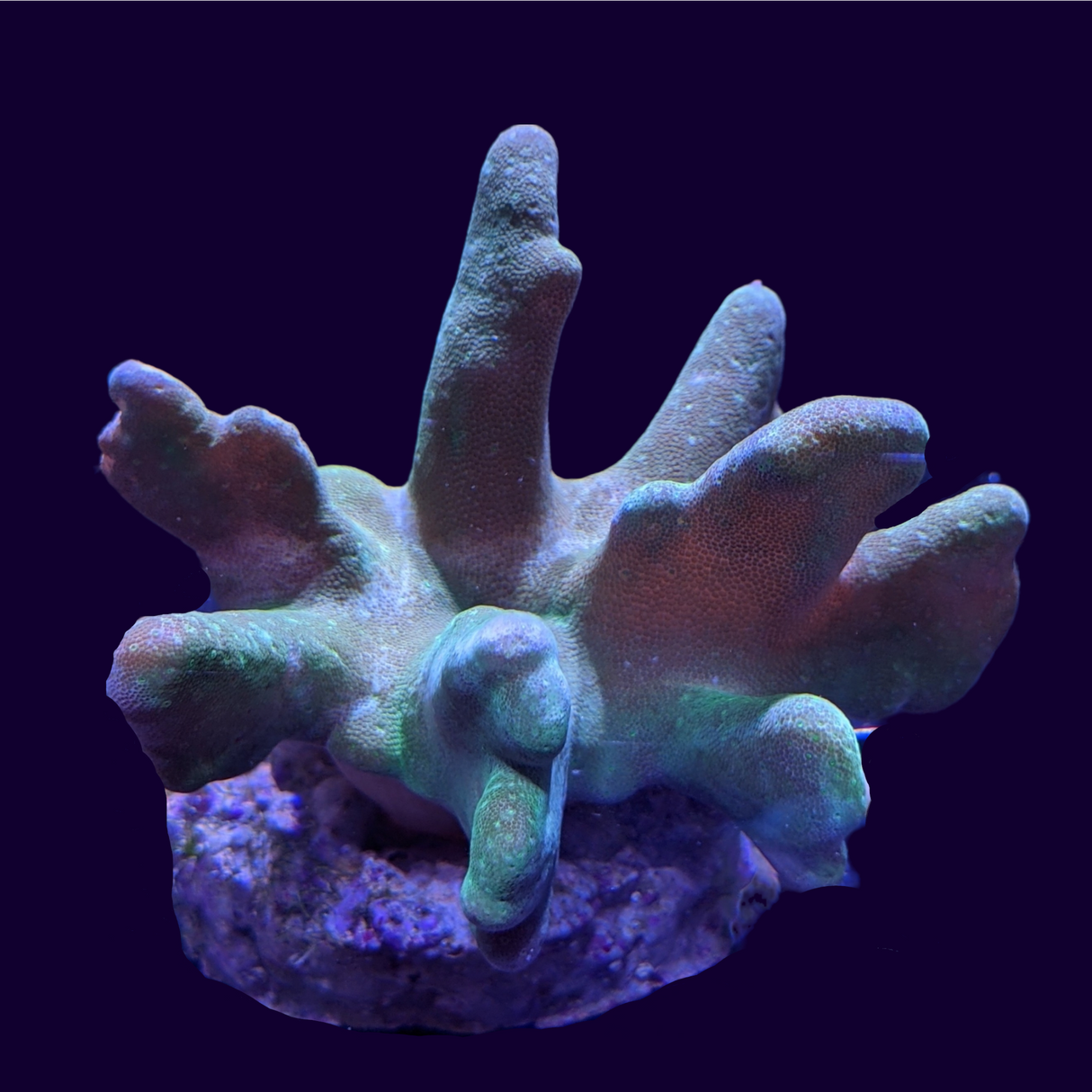 Aquacultured Green Toadstool