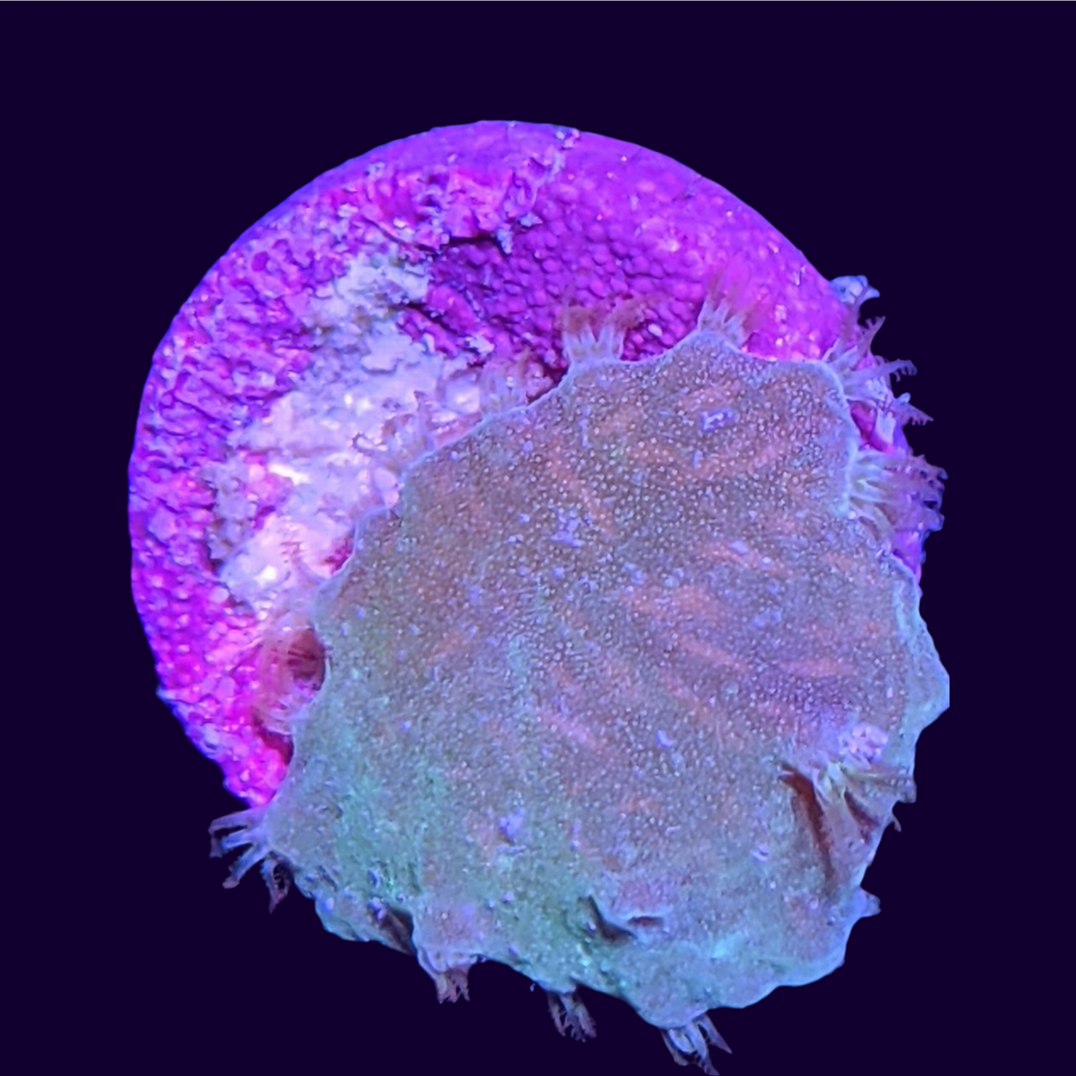 Green Sinularia Dura (UK Grown)