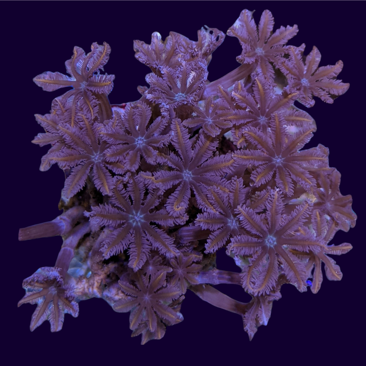 Aquacultured Clove polyps