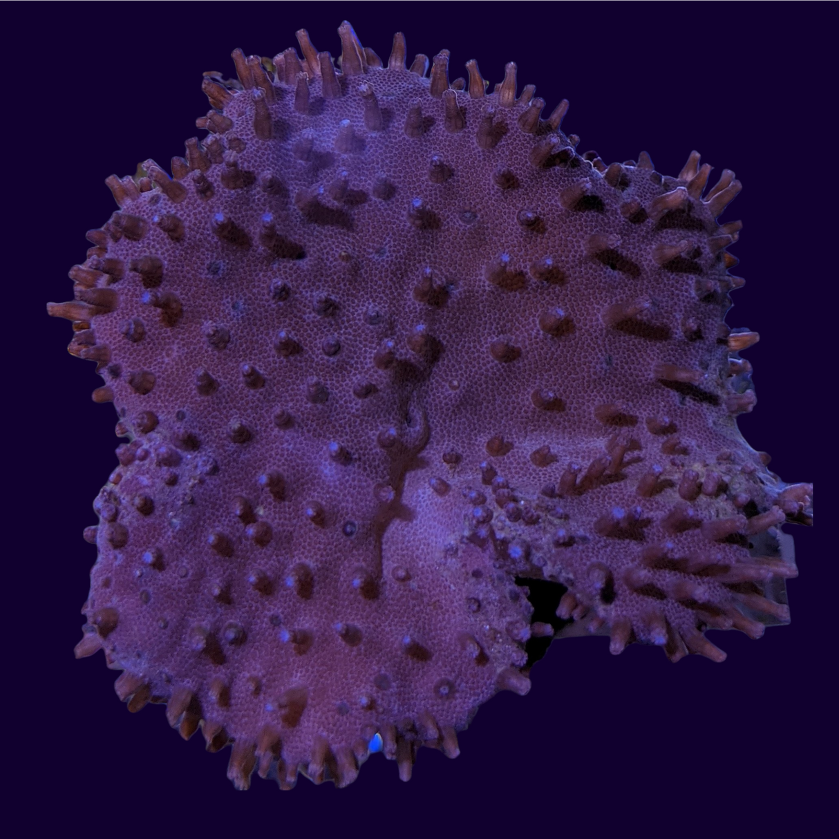 Aquacultured Indonesian Toadstool