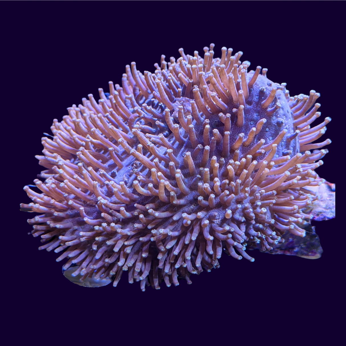 Large Aquacultured Indonesian Toadstool