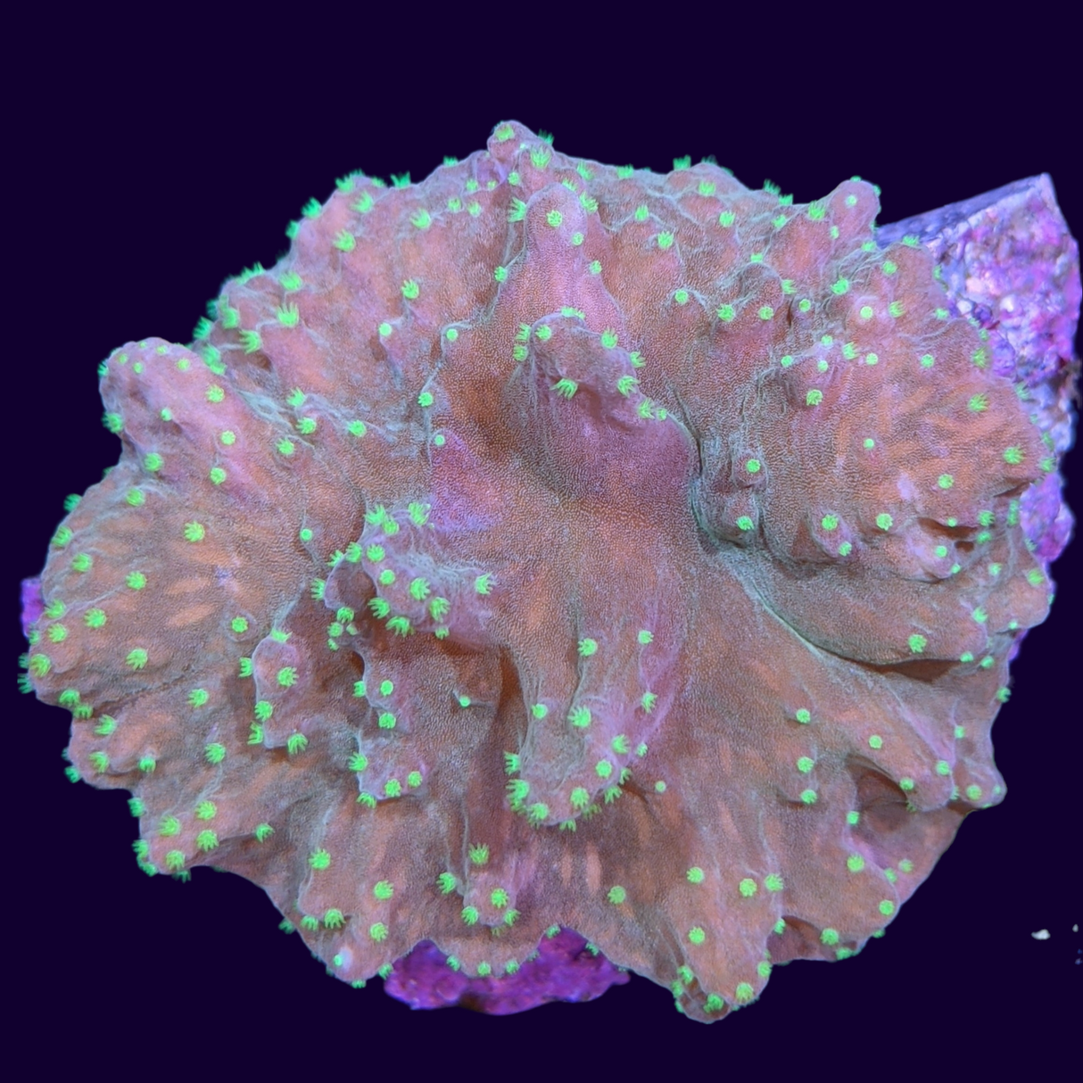 Green Sinularia Dura Cabbage Coral Mini Colony