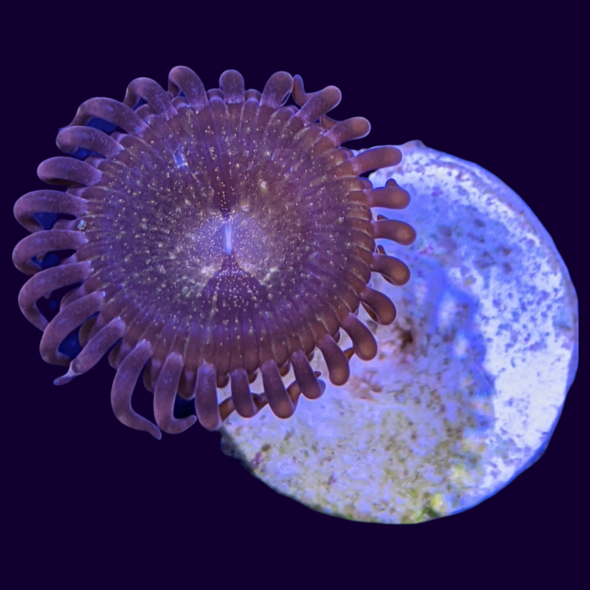 Fairy Dust Zoa (UK Grown)