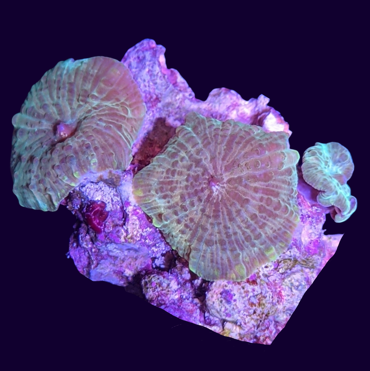 Green Discosoma Mushroom