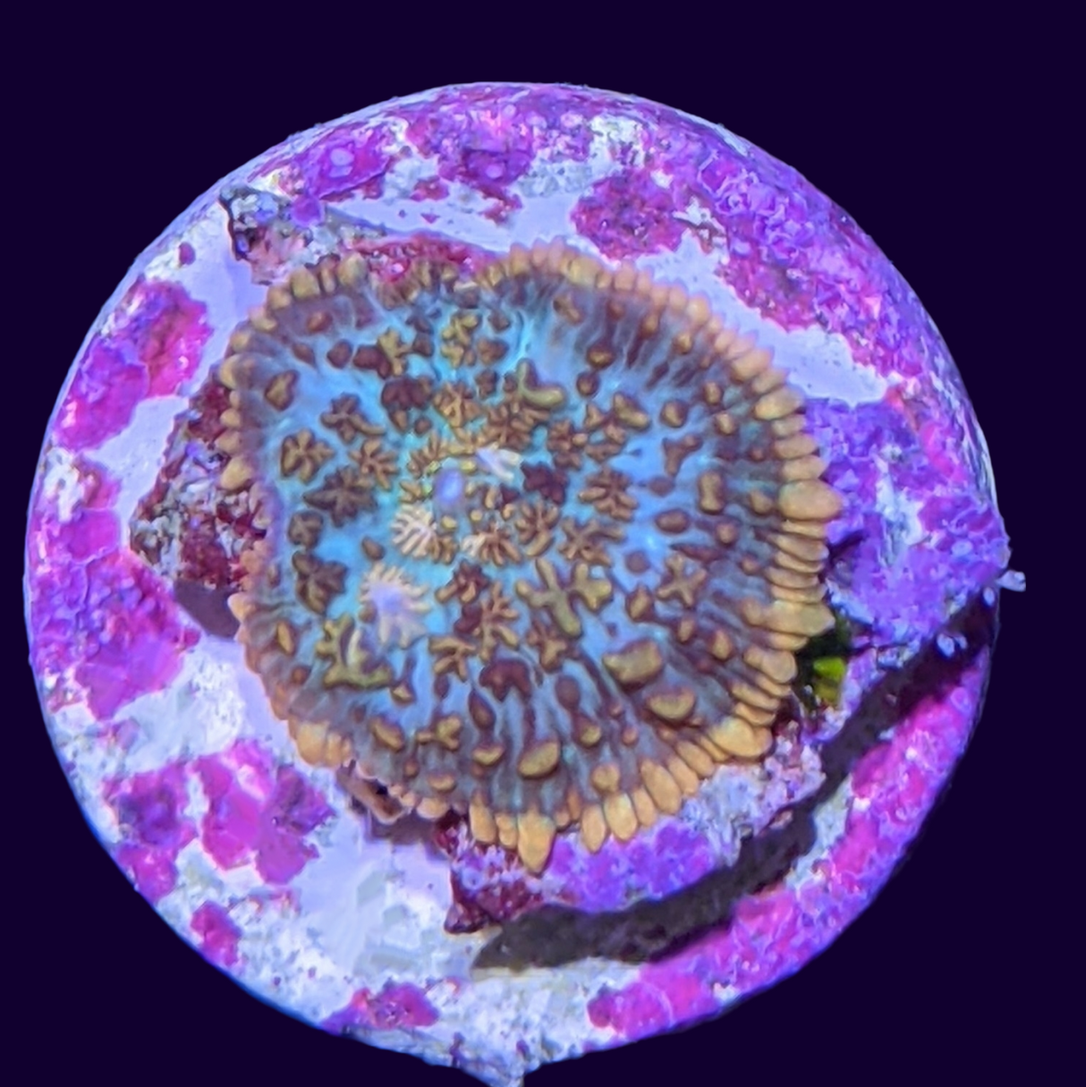 Orange Rhodactis Mushroom