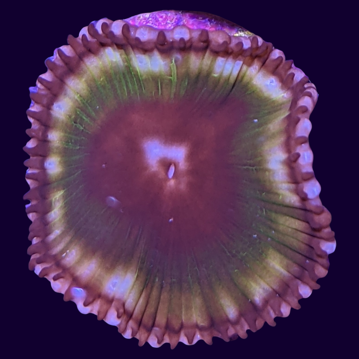 Grandis Paly Zoa Frag (UK Grown)