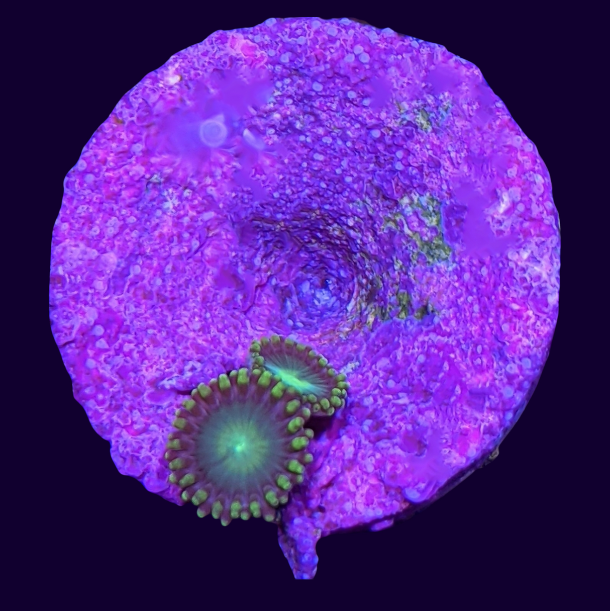 Radioactive Dragons Eye Zoa Frag (UK Grown)