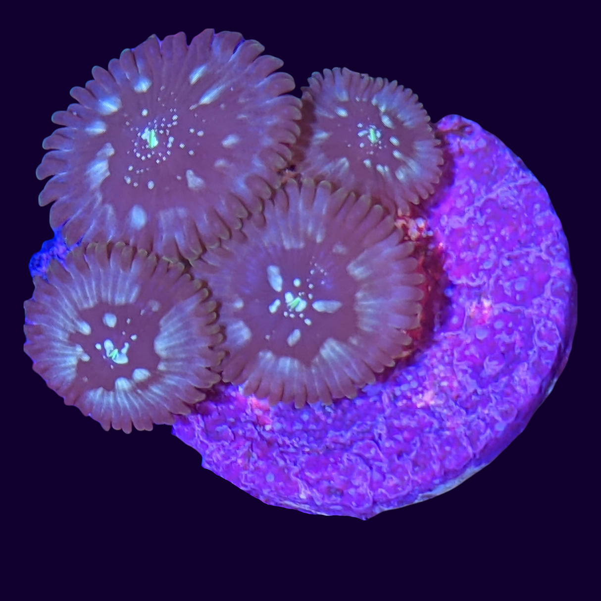 Dark Magician Eater Zoa Frag (UK Grown)