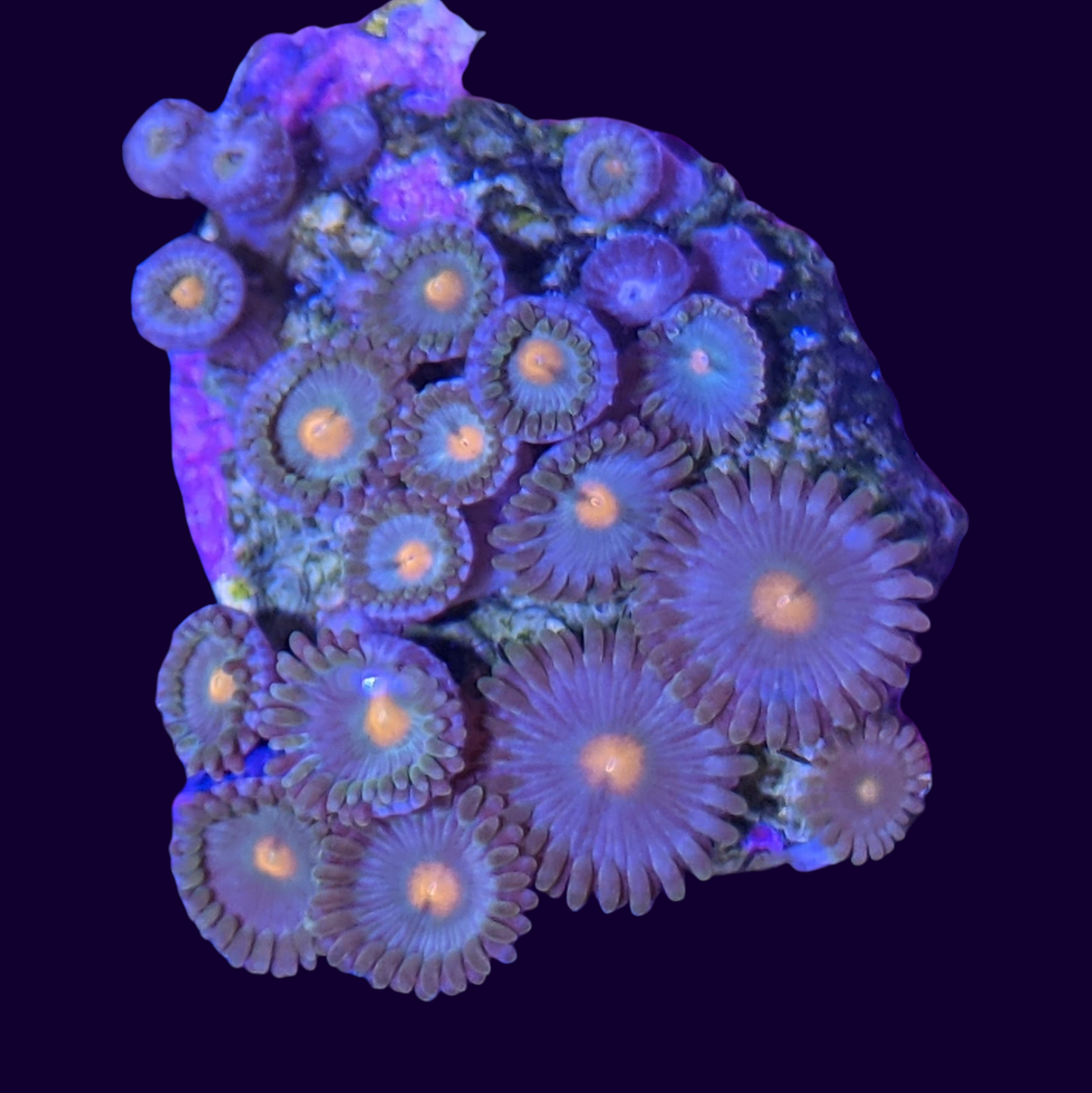 Zoa Mini Colony