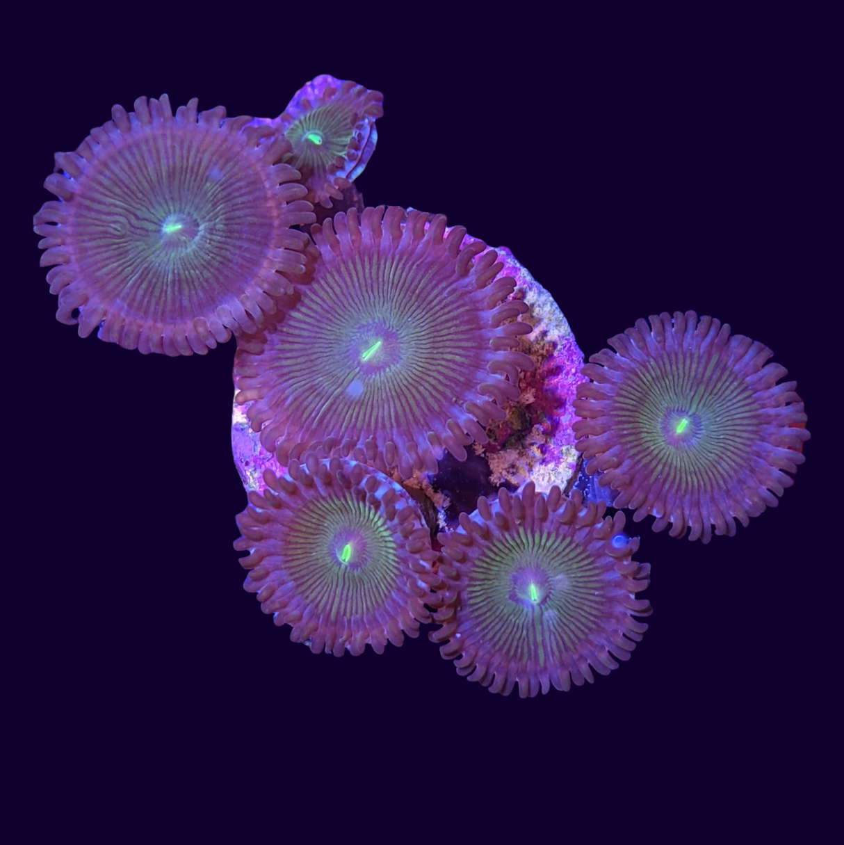 Green People Eater Zoa Frag (UK Grown)