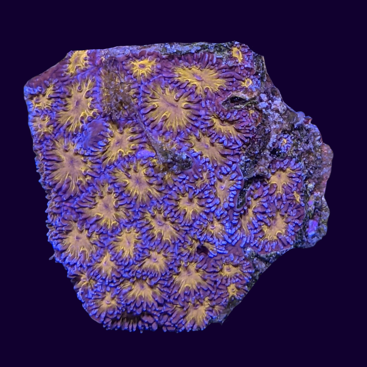 Orange Leptastrea Frag