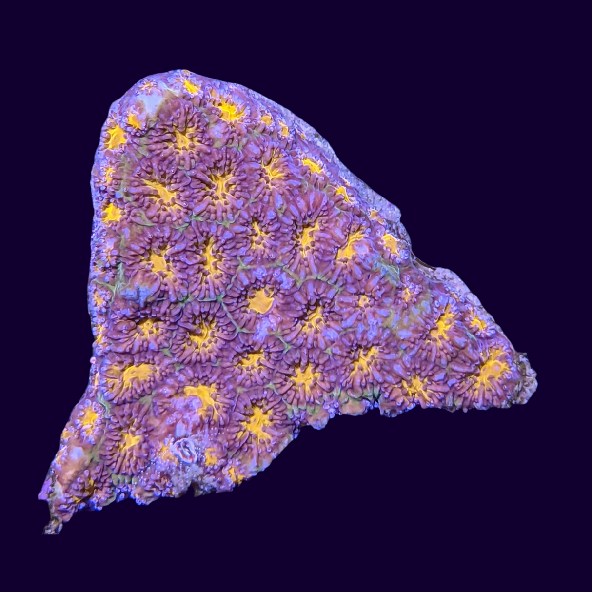 John Deere Leptastrea Frag