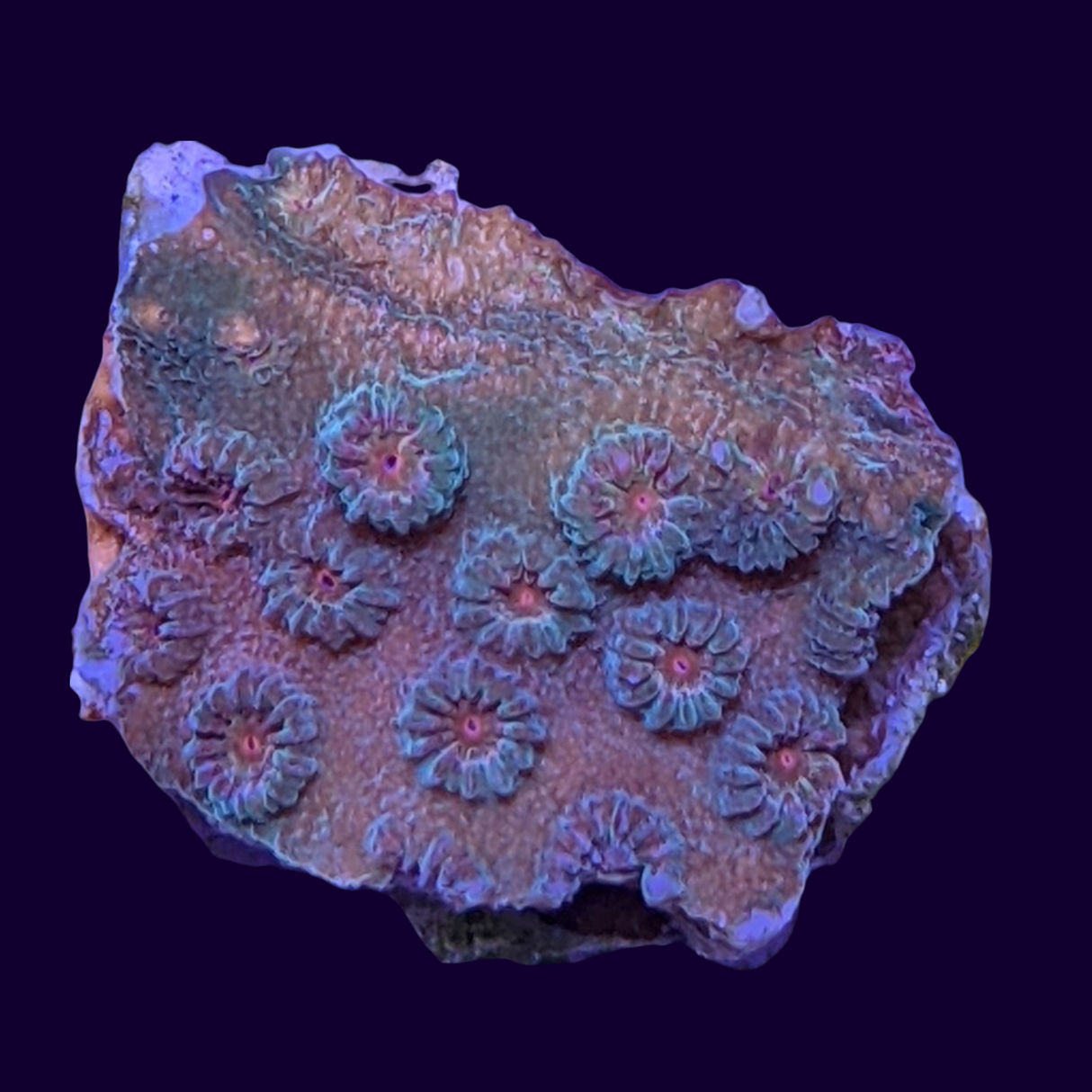 Jingle Bells Cyphastrea