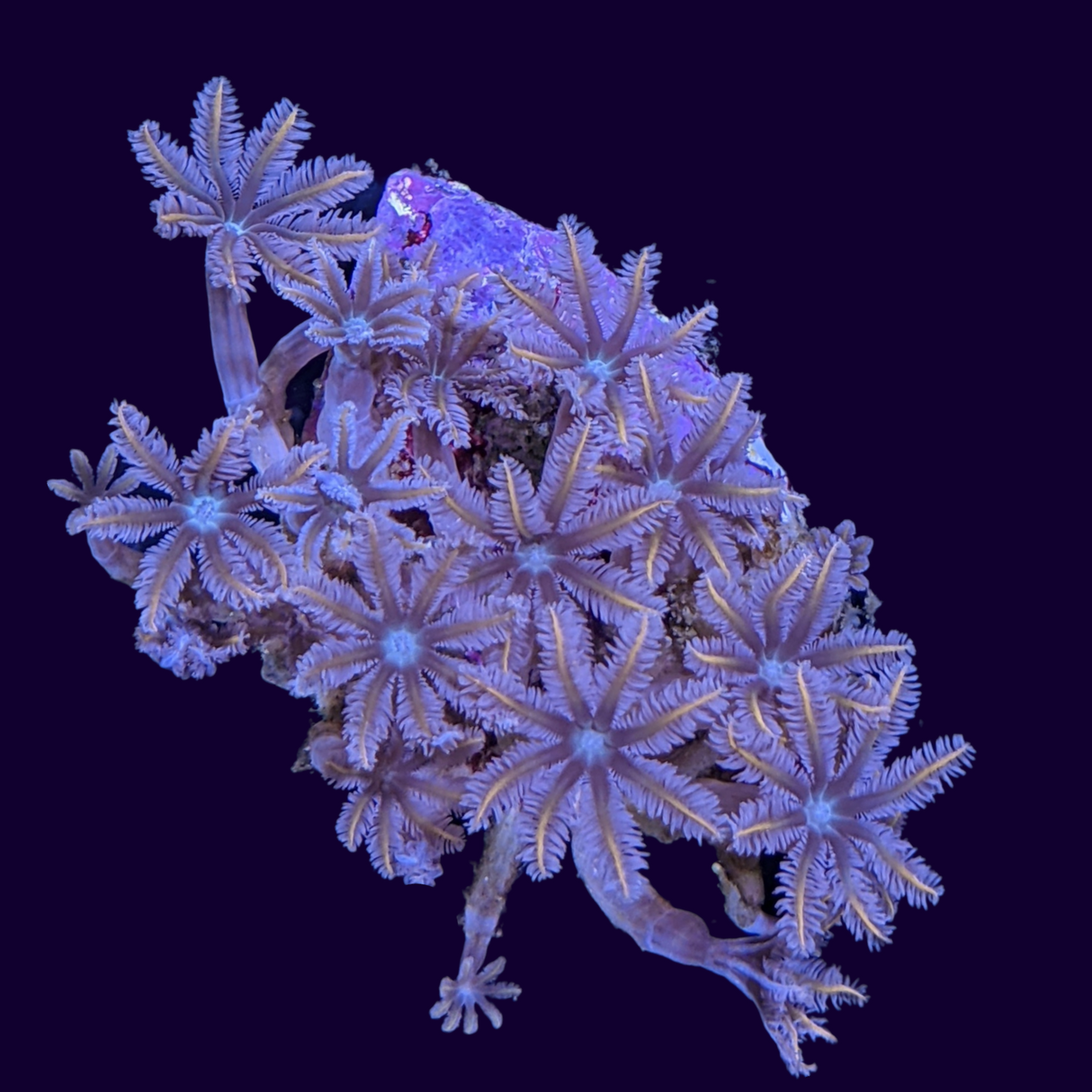 Aquacultured Clove polyps