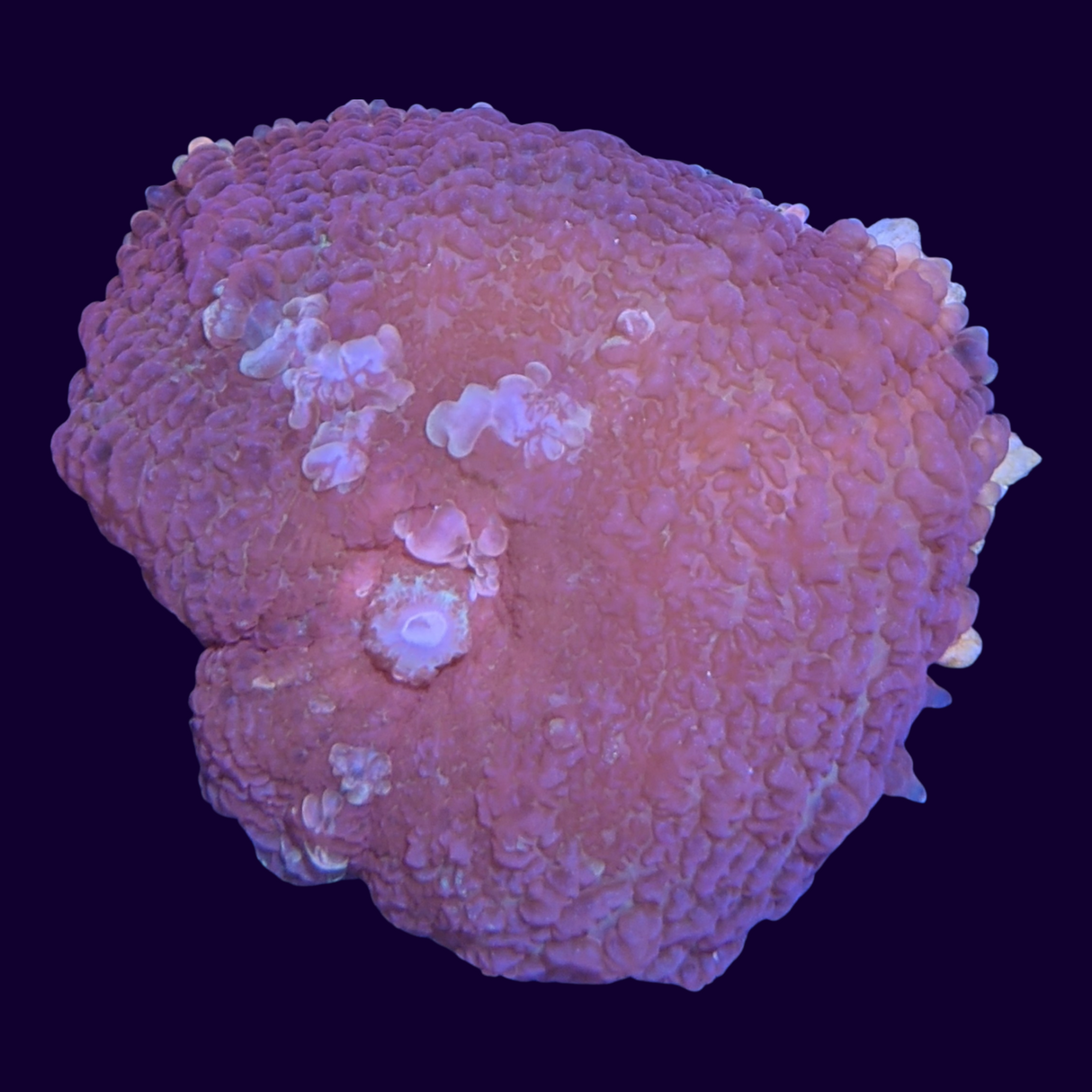 Purple Rhodactis Mushroom