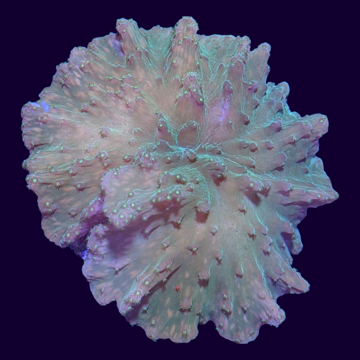 Green Sinularia Dura Cabbage Coral Colony