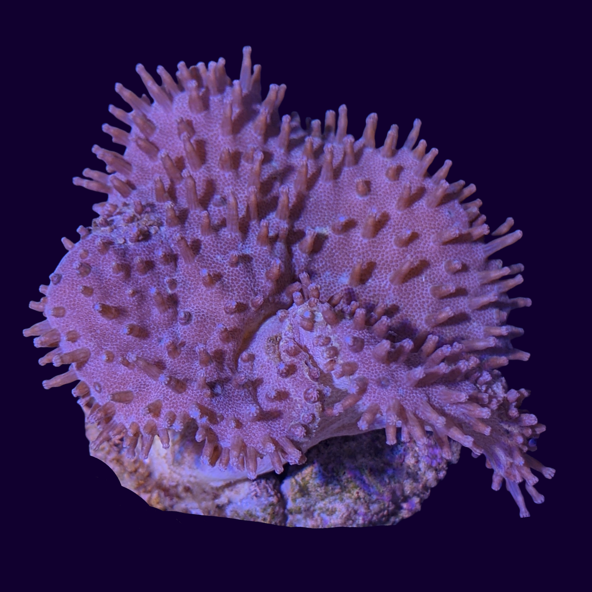 Large Toadstool Leather Colony