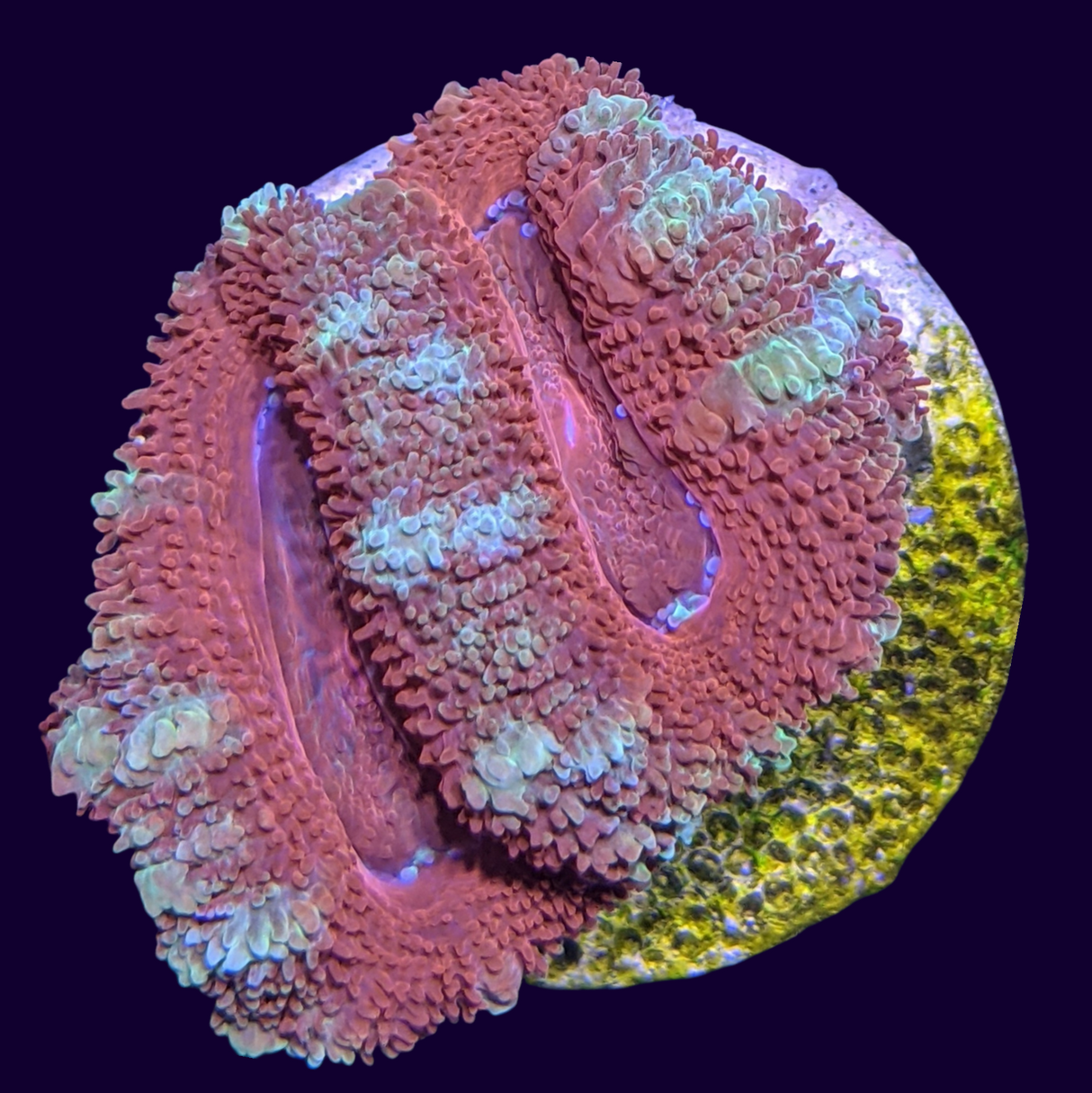 Acanthastrea Lordhowensi