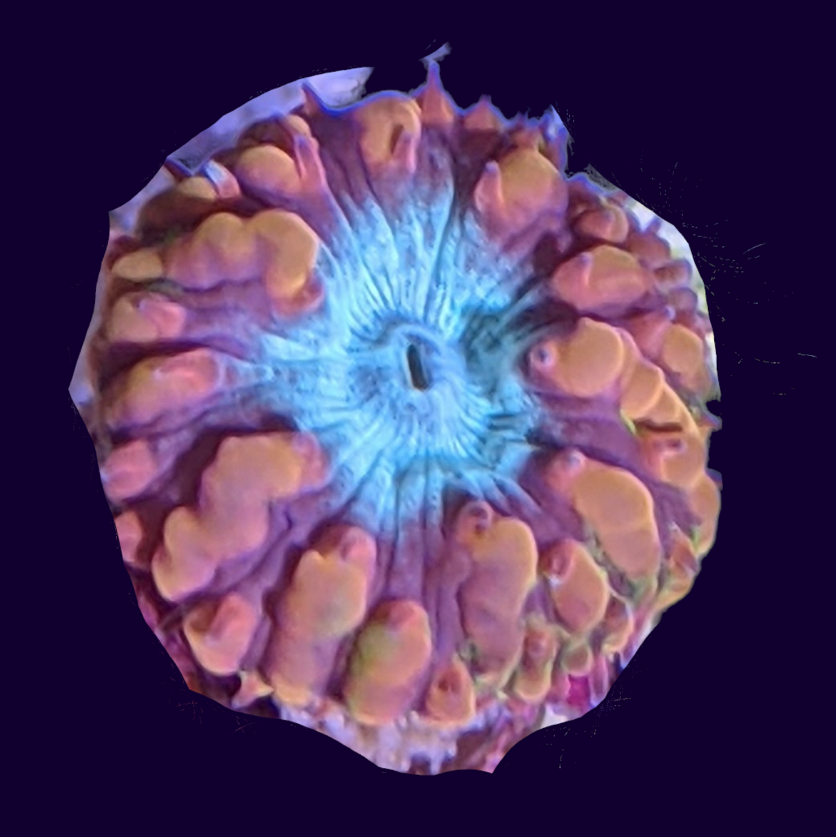 1 Head Red & Green Blastomussa