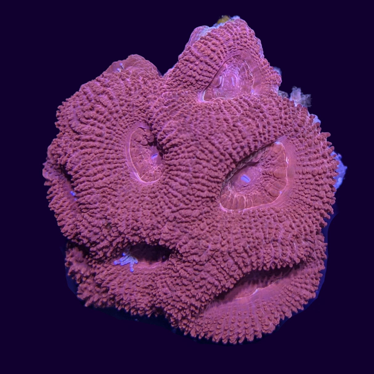 Acanthastrea Lordhowensi