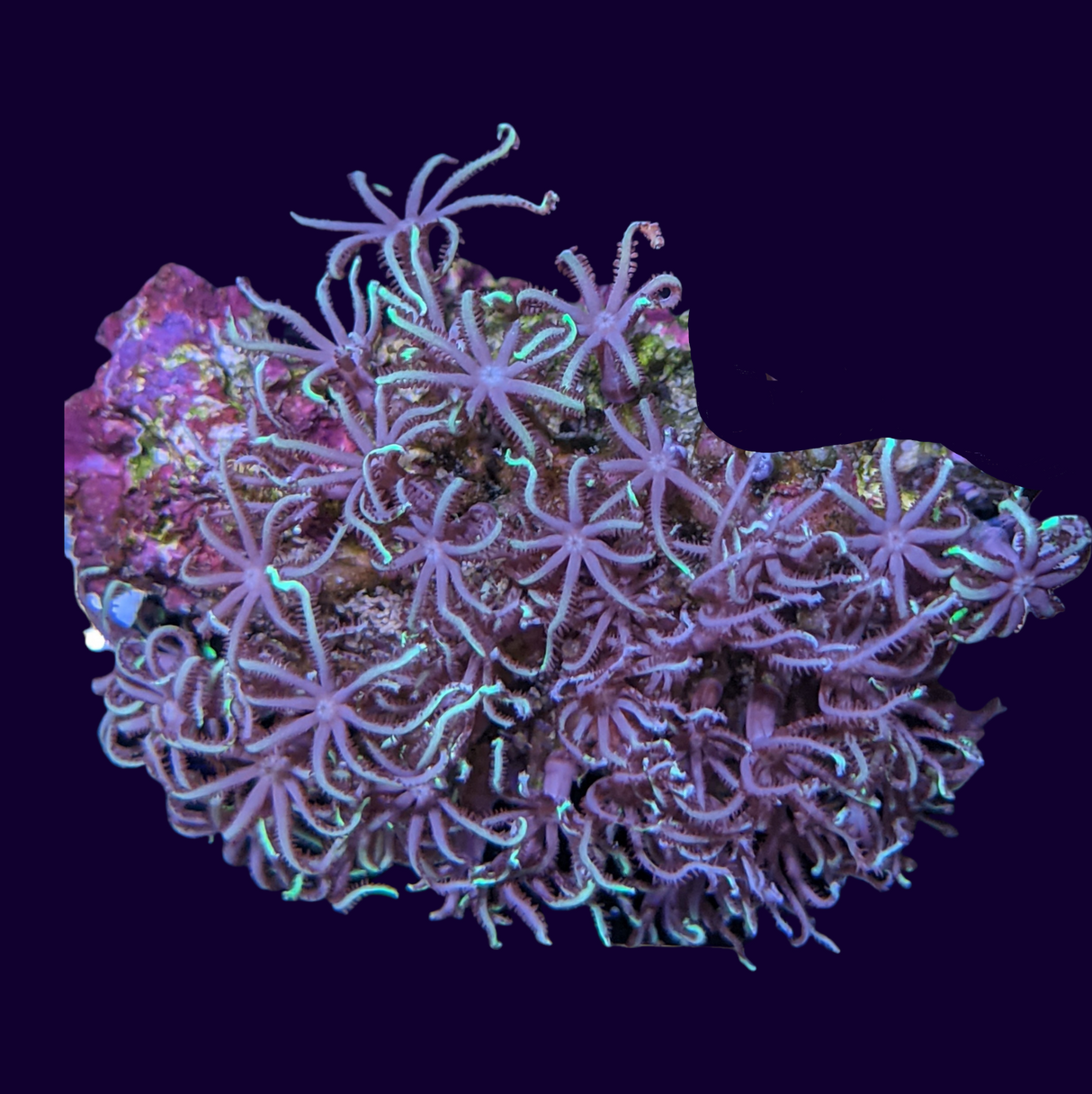 Star Polyps