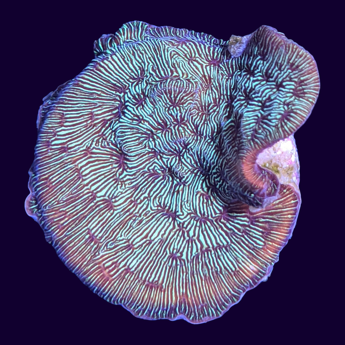 Metallic Green Pavona (UK Grown)