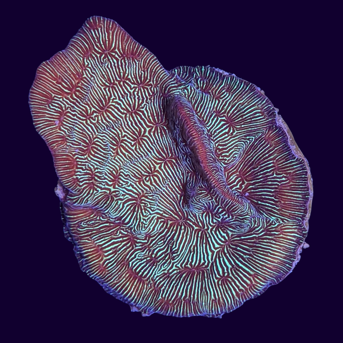 Metallic Green Pavona (UK Grown)
