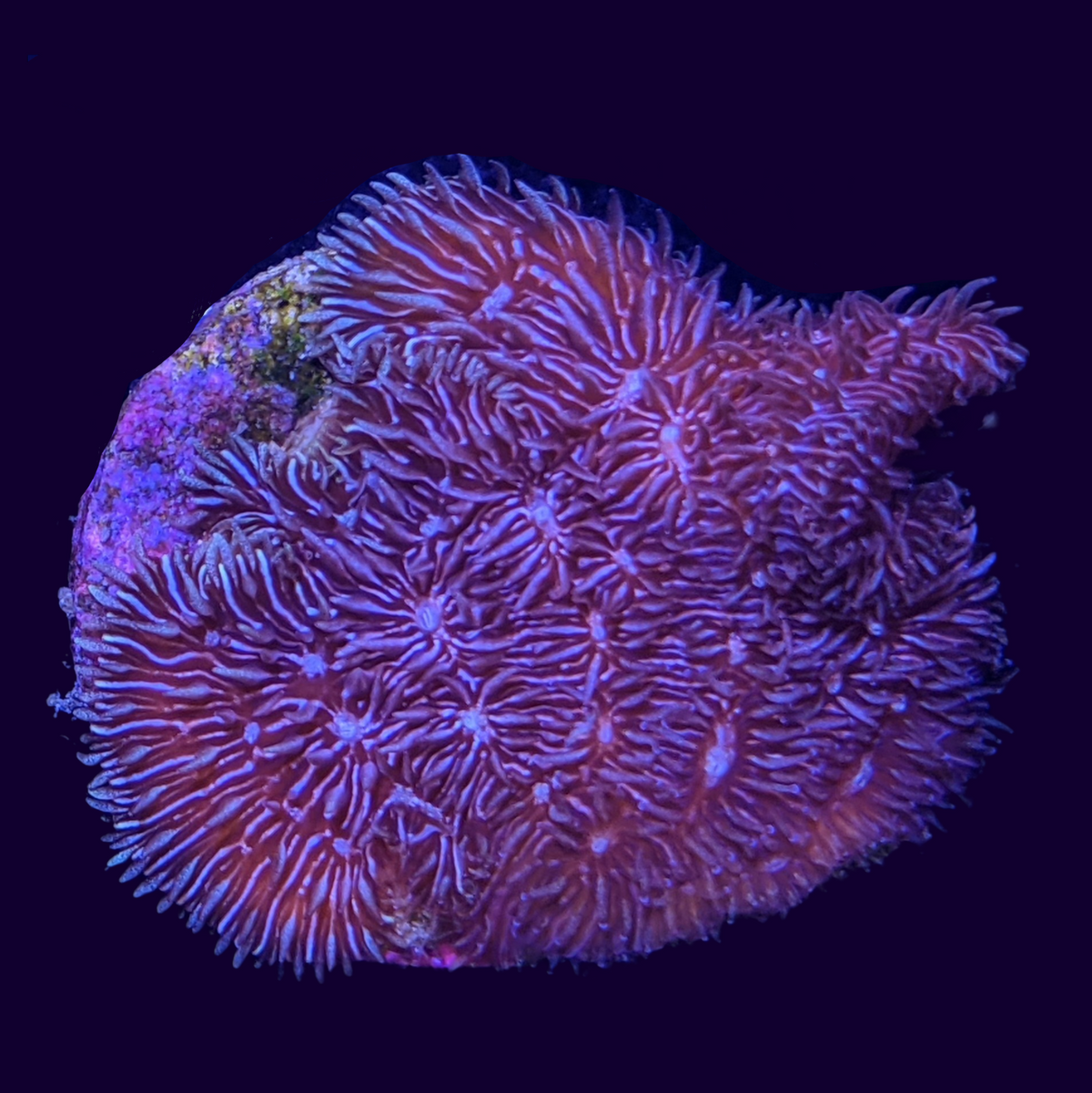 Deep Purple Pavona (UK Grown)