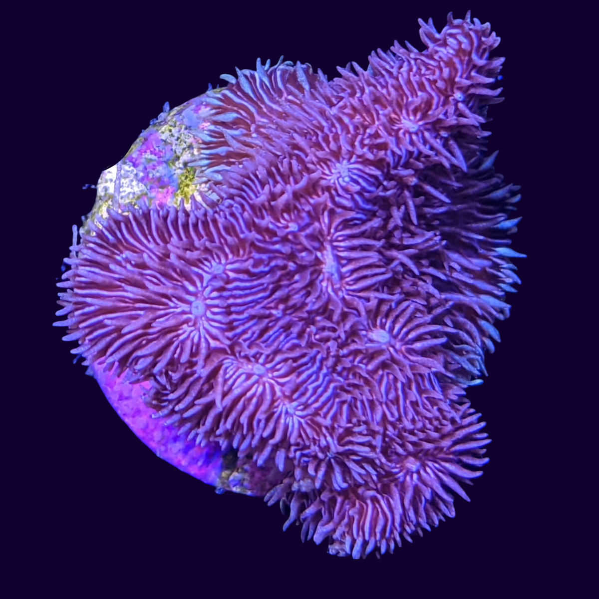 Deep Purple Pavona (UK Grown)