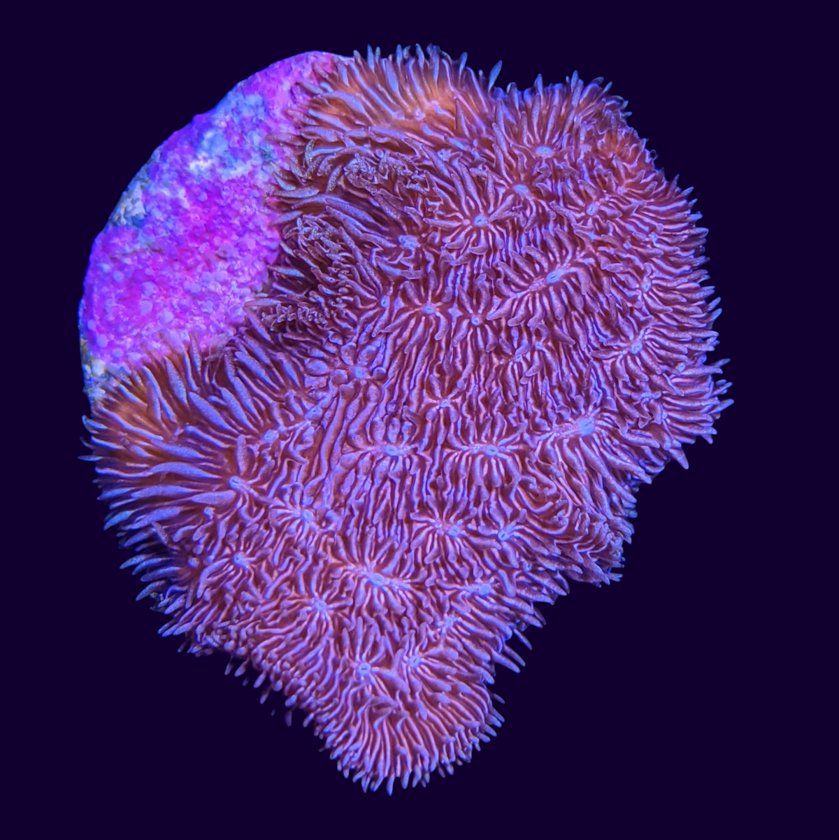 Deep Purple Pavona (UK Grown)