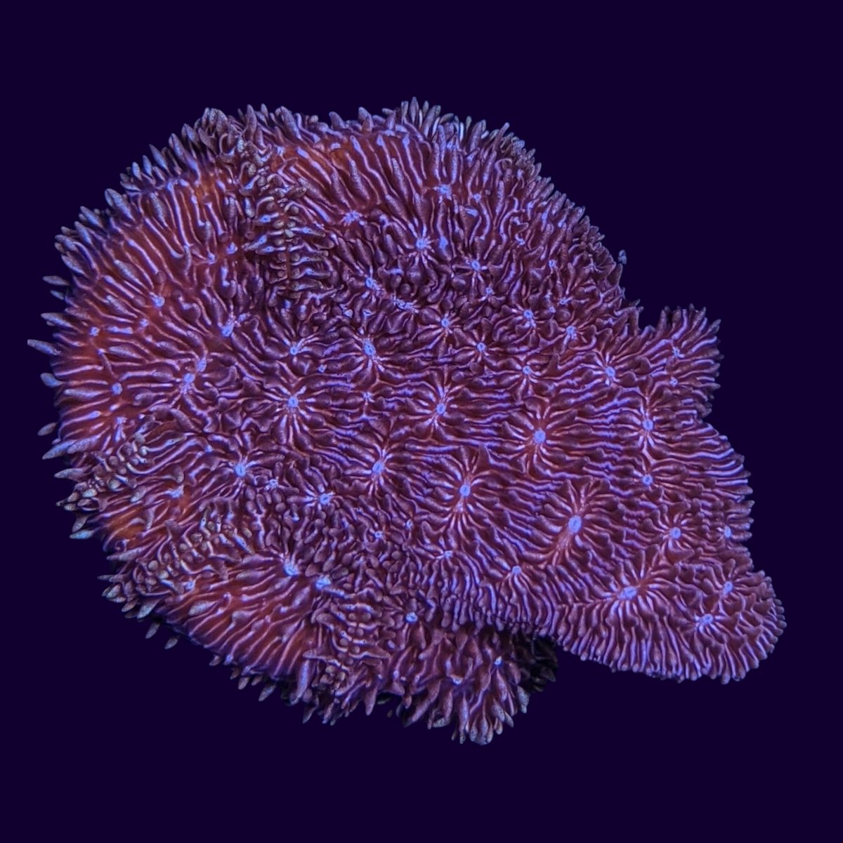 Deep Purple Pavona (UK Grown)