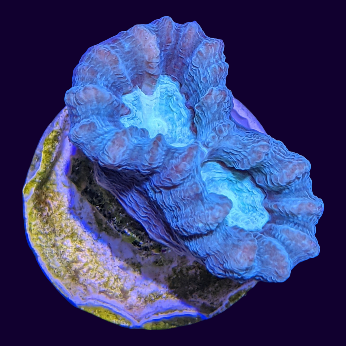 Aqua Green Candy Cane