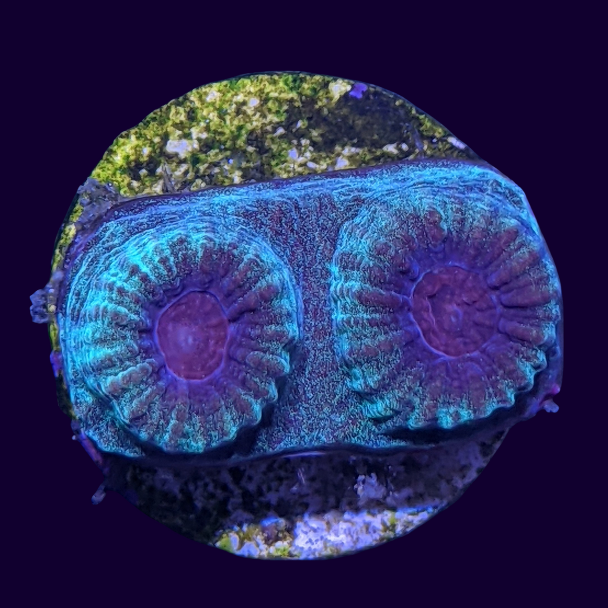 Green / Purple Favia