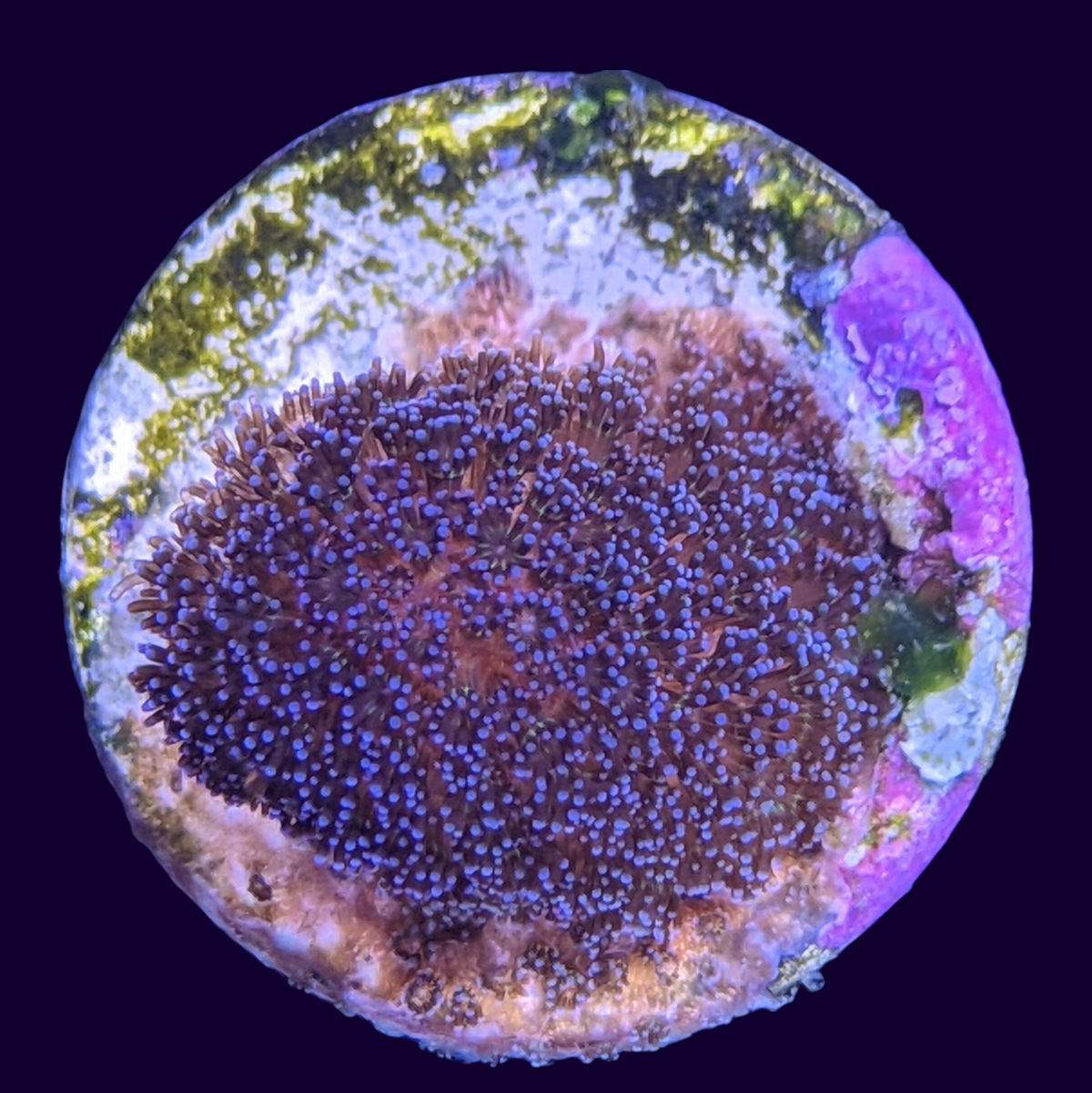 Stylophora Pistillata (UK Grown)