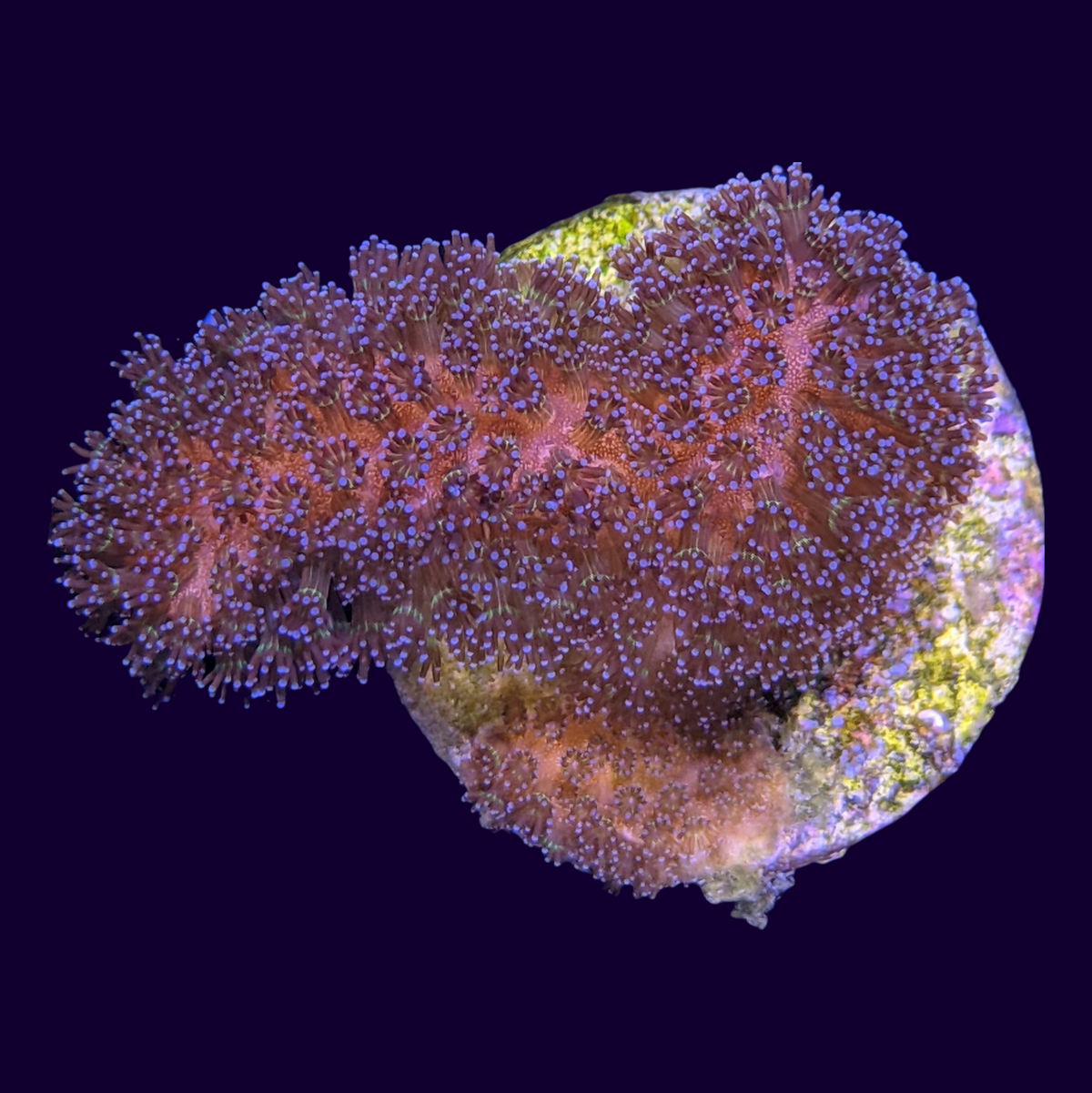 Stylophora Pistillata (UK Grown)