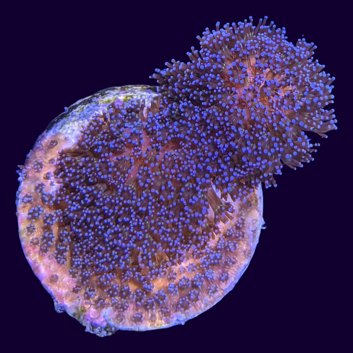 Stylophora Pistillata (UK Grown)