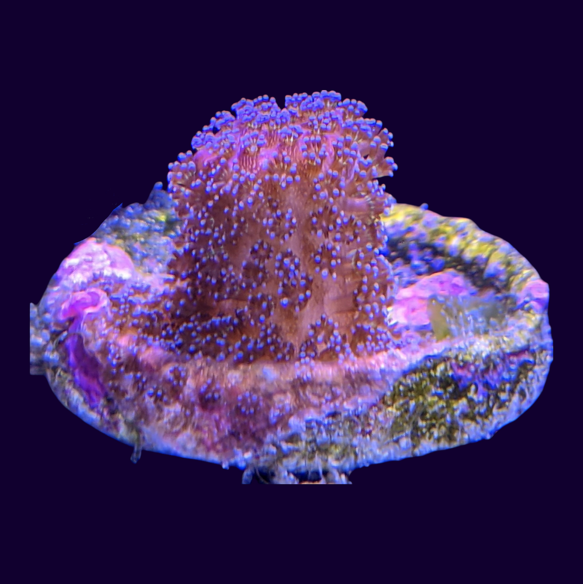 Stylophora Pistillata (UK Grown)