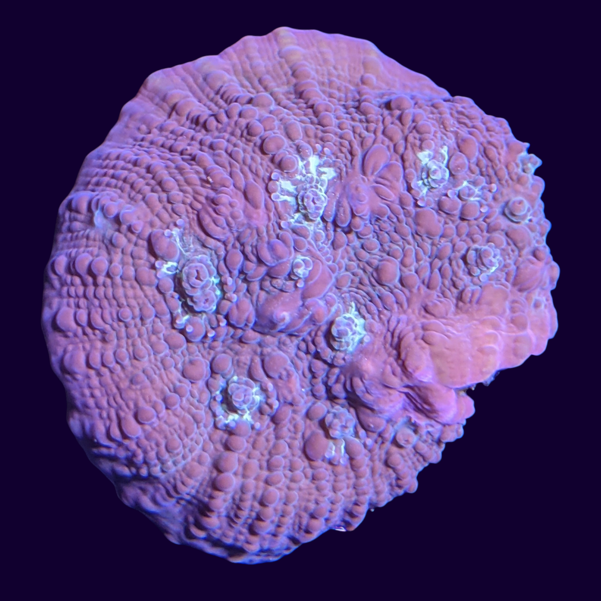 Orion's Maze Chalice (UK Grown)