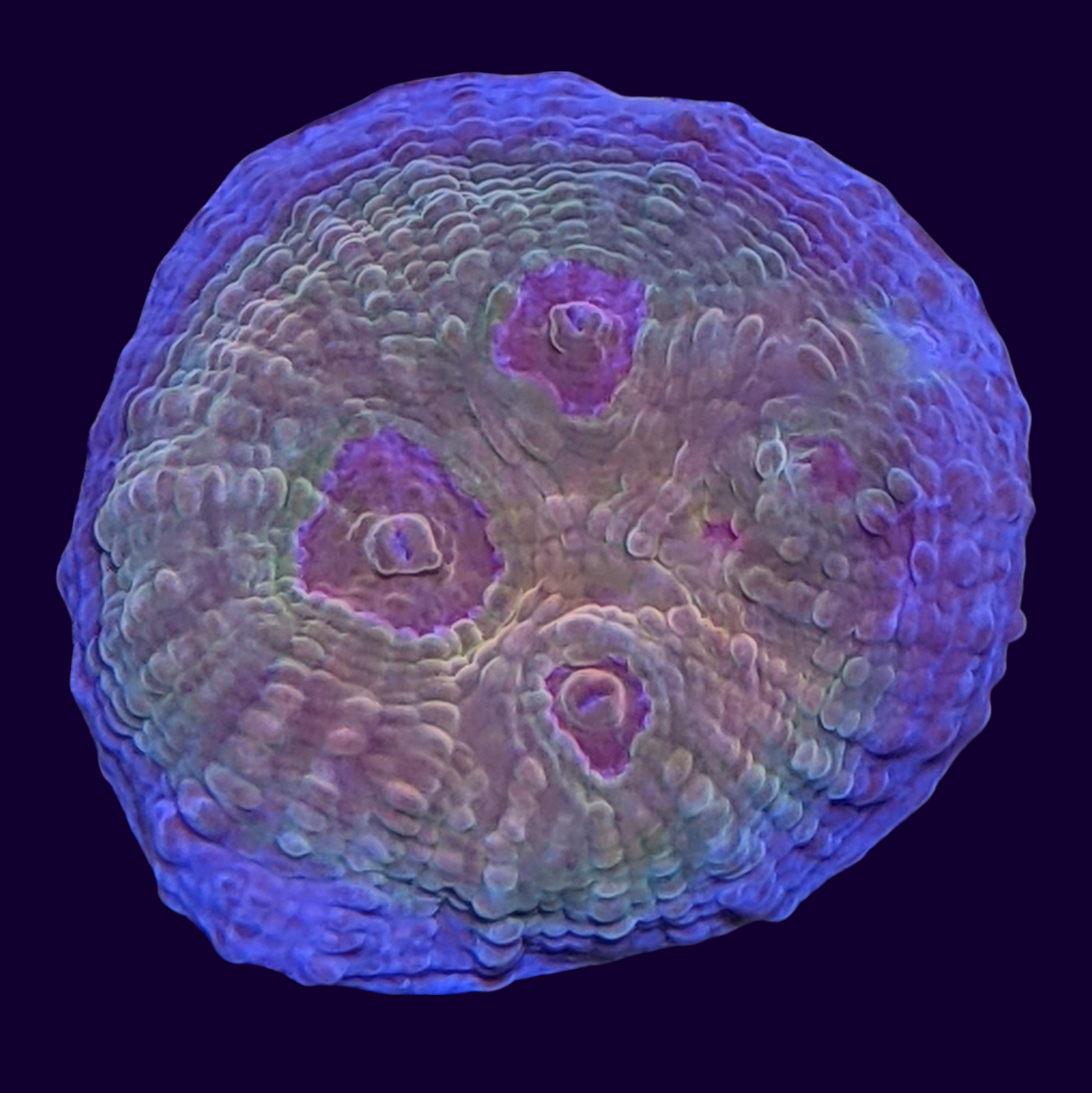 Purple Rim Orange Chalice (UK Grown)