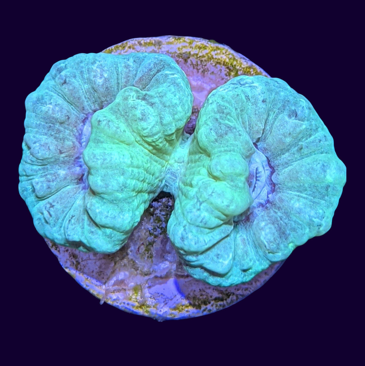 Neon Green Candy Cane