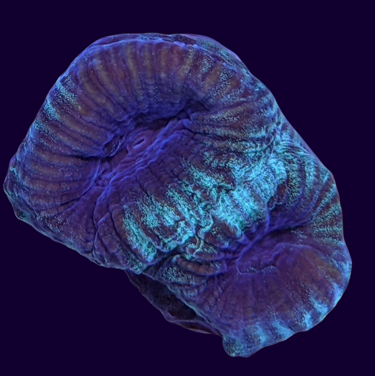 Green / Purple Favia