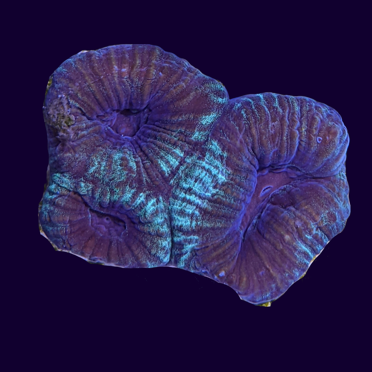 Green / Purple Favia