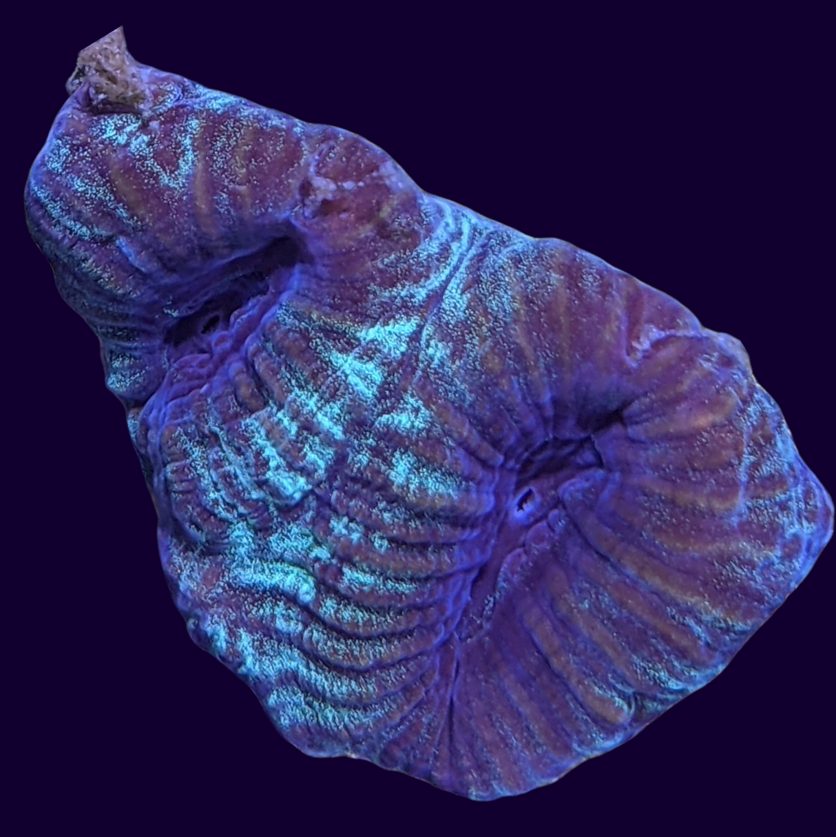 Green / Purple Favia